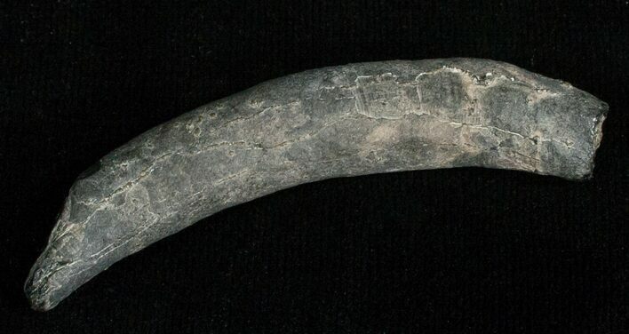 Miocene Aged Fossil Whale Tooth - #5658